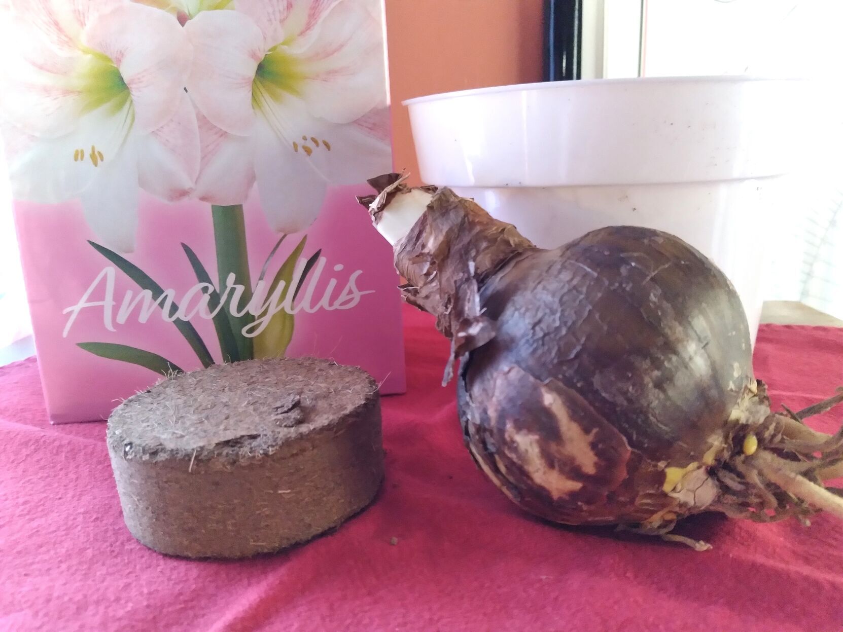 UVM Extension: Plants for the holidays